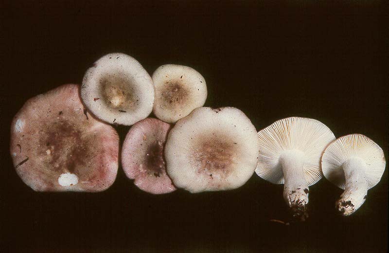 Russula lilacea
